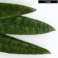 SpeciesSub: var. oreonastes